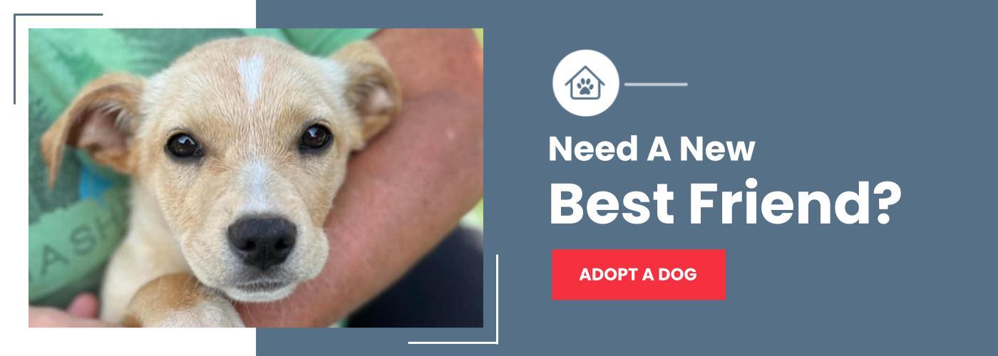 adopt-a-dog