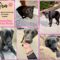 NEED FOSTER HOMES
