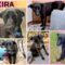 NEED FOSTER HOMES