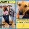 NEED FOSTER HOMES