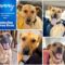 NEED FOSTER HOMES