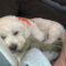 Ozzie