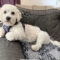 Ozzie