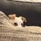 Phoebe
